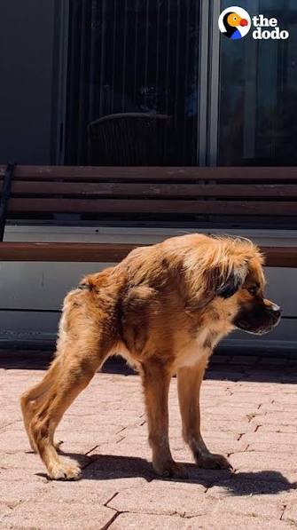 Tilly looking sassy and energetic
